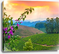 Постер Чайные плантации в предрассветной дымке, Индия