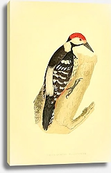 Постер White-Rumped Woodpecker