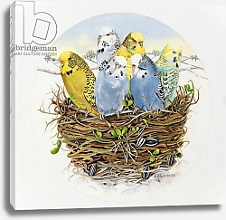 Постер Уоттс Э. (совр) Budgerigars in a Nest, 1995
