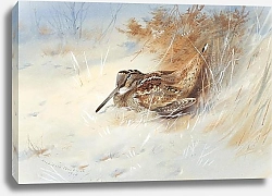 Постер Woodcock sheltering in the snow