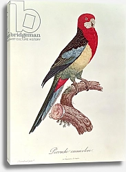 Постер Барранд Жак (птицы) Omnicoloured Parakeet