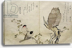 Постер Утамаро Китагава An Owl and two Eastern Bullfinches