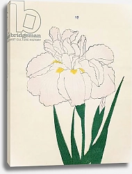 Постер Школа: Японская 19в. blooms