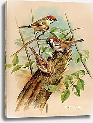 Постер Tree Sparrow And House Sparrow