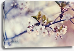Постер Белые цветы вишни