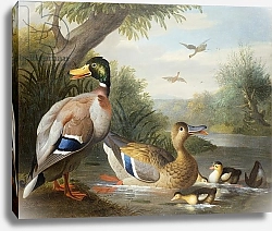 Постер Богдани Якоб Ducks in a River Landscape