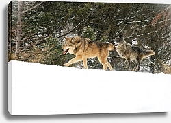 Постер Два волка, бегущих по зимнему лесу