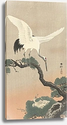 Постер Косон Охара Japanese common crane on branch of pine