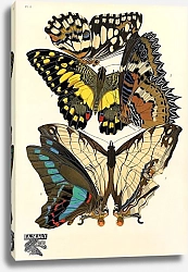 Постер Papillons by E. A. Seguy №20