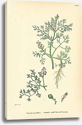 Постер Fumaria Parviflora. Lamarks Small Flowered Fumitory. 1