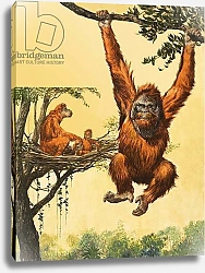 Постер Школа: Английская 20в. Orangutan