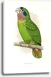 Постер Jamaica Parrot