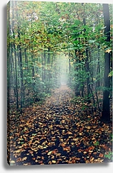 Постер Тропинка в осеннем лесу