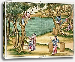 Постер Школа: Китайская 19в. Collecting mulberries, from a book on the silk industry