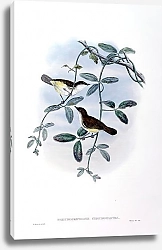 Постер Yellow-bellied Flycatcher - Pseudogerygone chrysogastra