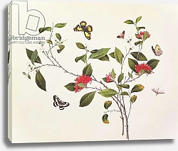 Постер Школа: Китайская 19в. Plant Study with Butterflies and Insects, c.1800