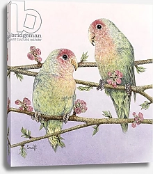 Постер Скотт Пэт (совр) Love Birds