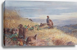 Постер Partridges 3