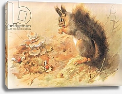 Постер Торнбурн Арчибальд (Бриджман) Red Squirrel, from Thorburn's Mammals published by Longmans and Co, c. 1920