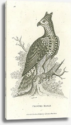 Постер Crowned Eagle 1