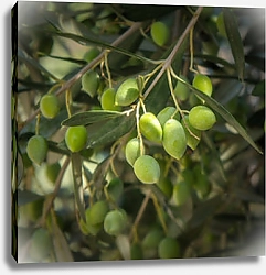Постер Оливковые деревья. Греция