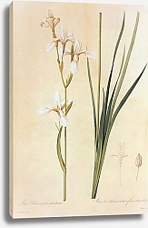 Постер Iris sibirica L