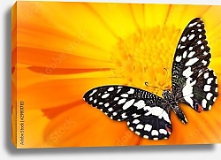 Постер Бабочка на оранжевом цветке
