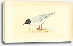 Постер Little Gull 1