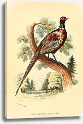 Постер Ring-Necked Pheasant