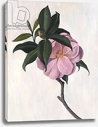 Постер Эдиналл Рут (совр) Camellia, 1998