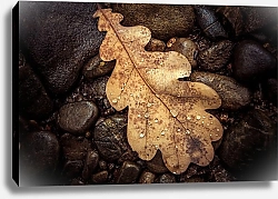 Постер Осенний дубовый лист на камнях