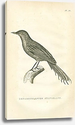 Постер Dendrocolaptes Sylviellus 1