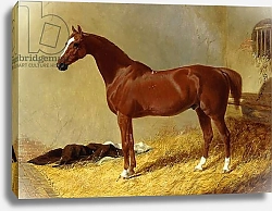Постер Херринг Джон A Bay Racehorse in a Stall, 1843