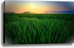 Постер Поле зеленой сочной травы