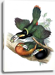 Постер Spotted-billed Toucanet