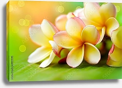 Постер Плюмерия, тропический спа цветок