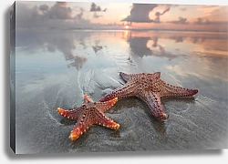 Постер Две морские звезды на тропическом пляже