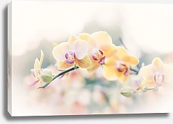 Постер Желтые орхидеи на ветке