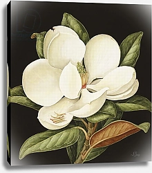 Постер Баррон Дженни Magnolia Grandiflora, 2003