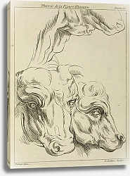 Постер Рубенс Петер (Pieter Paul Rubens) Heads and necks of two bovines; portion of neck of a third