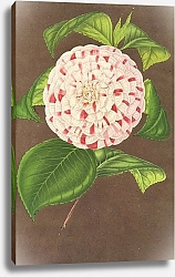 Постер Лемер Шарль Camellia Madame Verschaffelt