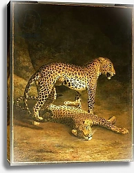 Постер Агассе Жак Two Leopards lying in the Exeter Exchange, 1808