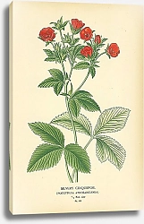 Постер Silvery Cinquefoil (Potentilla Atrosanguinea)