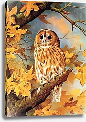 Постер British Birds - Tawny Owl