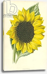 Постер Хулм Фредерик (бот) Sunflower