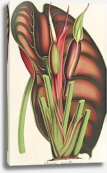 Постер Лемер Шарль Alocasia metallica