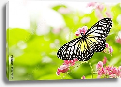 Постер Бело-желтая бабочка