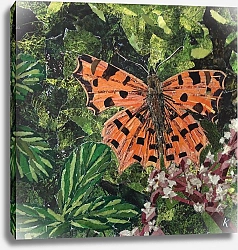 Постер Адамсон Кирсти (совр) Flutter - Comma Butterfly On Japonica