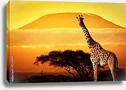 Постер Жираф на фоне Килиманджаро на закате