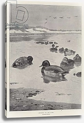 Постер Торнбурн Арчибальд (Бриджман) Mallards off the Coast